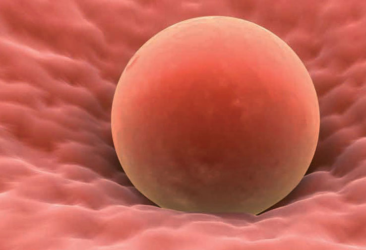 Clomiphene Letrozole Ovulation Induction
